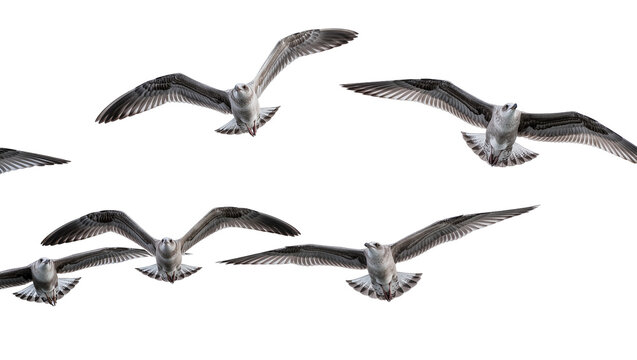 Flock of seagulls in flight wings spread, isolated on transparent background