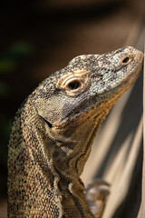 Fototapeta premium Close up of a Komodo dragon