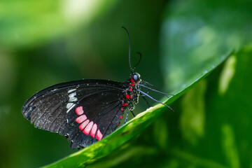 Parides iphidamas (Pink Cowheart) © Arzu