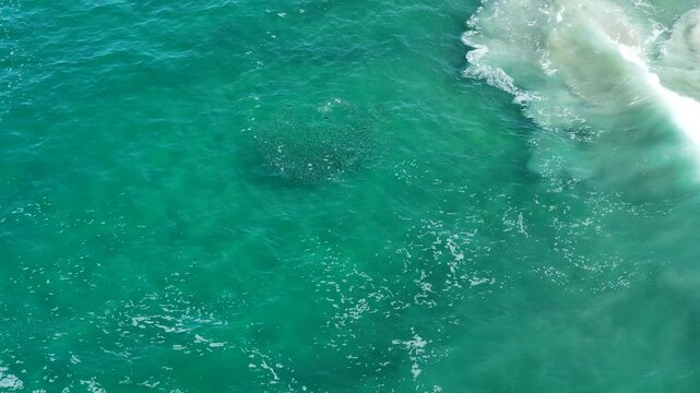 Cabo San Lucas, Mexico, aerial view of rooster fish chasing a school of mullet.
