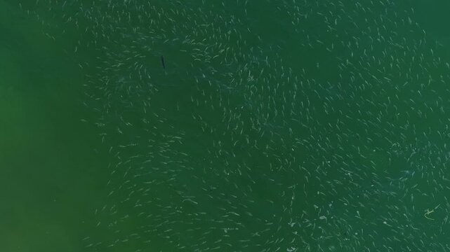 Aerial top down view of a rooster fish chasing mullet in Cabo San Lucas.
