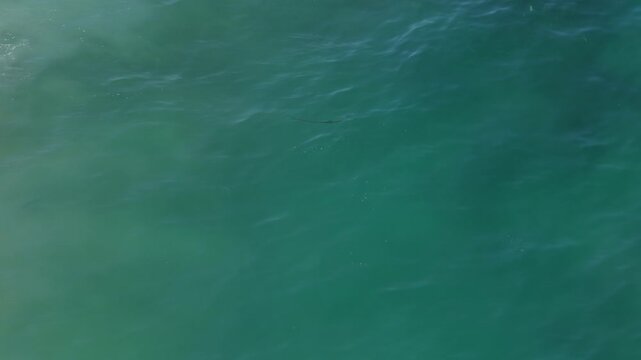 Aerial top down view of a rooster fish swimming in the ocean in Cabo San Lucas