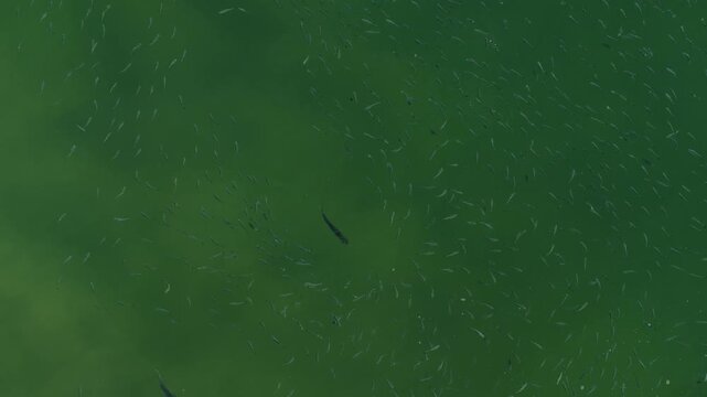 Top down aerial of rooster fish hunting mullet in Cabo San Lucas, Mexico.