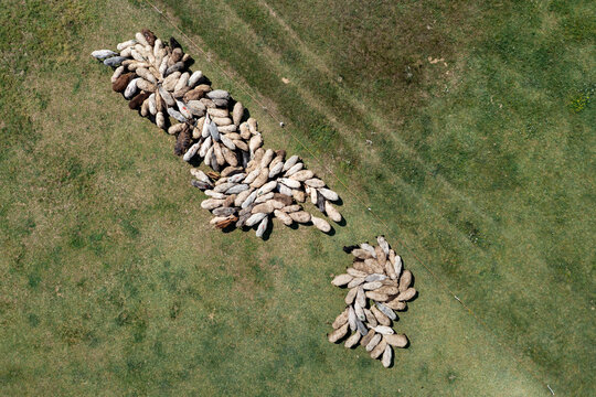 Aerial view of a flock of sheep grazing on a green pasture, forming natural patterns in the field in Centa, Vojvodina, Serbia.