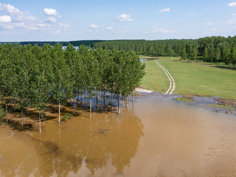 Aerial view of flooded wetlands with trees standing in water and a dirt path leading through green fields near Centa, Vojvodina, Serbia.