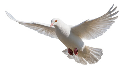 Obraz premium White dove with wings spread wide, isolated on transparent background