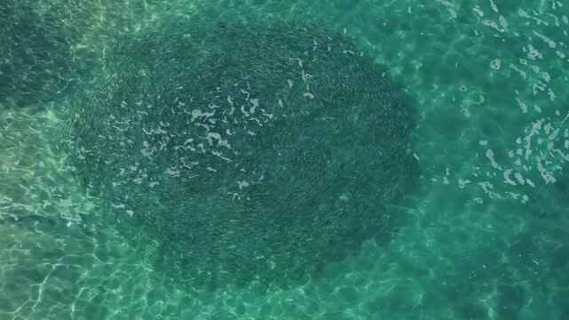 Aerial top down view of a massive sardine baitball in La Ventana, Mexico.
