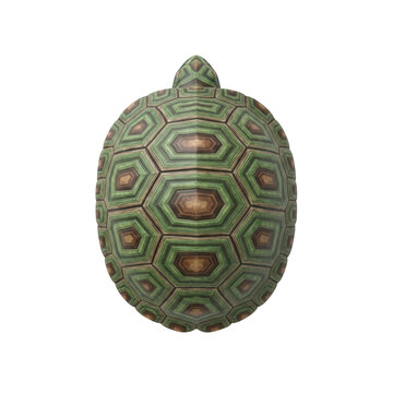 Detailed top view of a turtle shell with intricate geometric patterns.