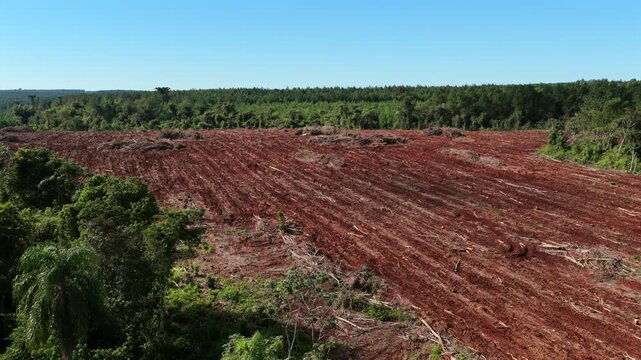 Large-scale forest clear-cut exposes characteristic red lateritic soil beside the Upper Parana Atlantic Forest in Misiones, Argentina, drone forward flyover.