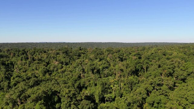 Upper Parana Atlantic Forest near Puerto Libertad, Misiones, Argentina, reveals an unbroken subtropical canopy extending to the horizon, slow drone forward flyover.