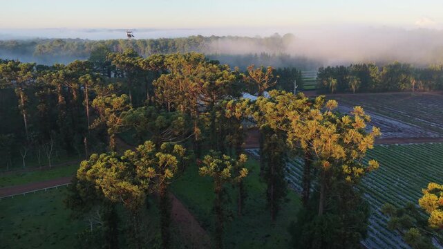 Araucaria angustifolia grove borders cultivated farmland near Puerto Libertad, Misiones, Argentina, as morning fog drifts across the Upper Parana Atlantic Forest, slow drone forward flyover.