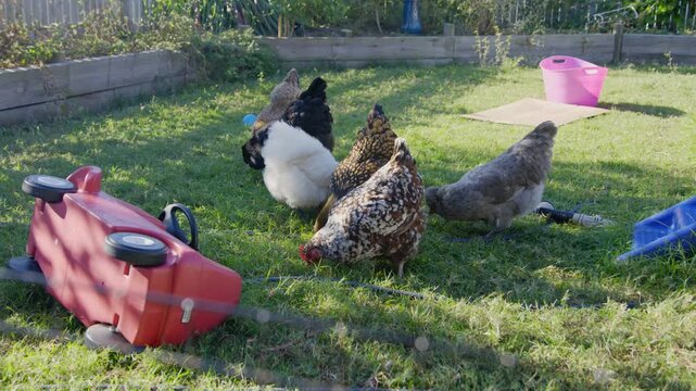 A flock of chickens are busy scratching and searching for grains and bugs in the grass in a backyard with a fallen over red toy car in the foreground.
