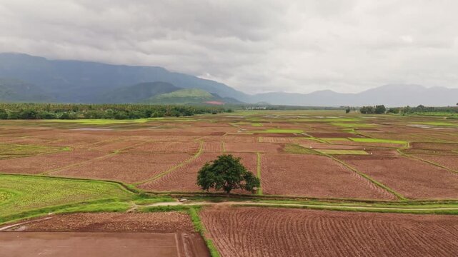 Aerial drone shot of agricultural fields with lone tree, mountain range and cloudy sky, showcasing rural landscape and farmland from above during overcast weather