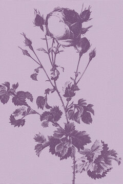 vintage rose illustration, antique floral canvas background, aged paper texture, purple botanical print