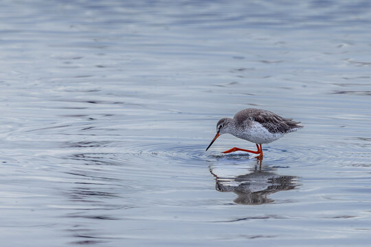 Common Redshank (Tringa totanus) searching for food in a lagoon in the Camargue, France.