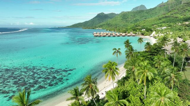 Overwater bungalows dot turquoise lagoon beyond palm fringed beach at Temae Beach, Moorea, French Polynesia, green peaks rise above coral reef and clear tropical water. Aerial drone wide shot