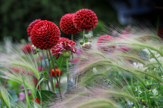 Dahlien mit Gr&auml;sern