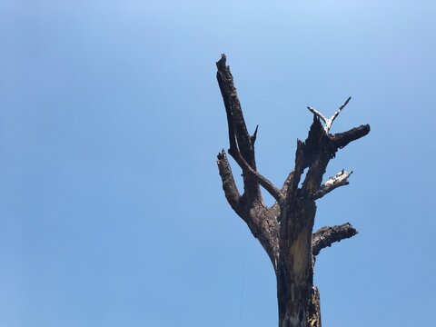 Dead Tree Branches Against Clear Blue Sky Background
Silhouette of dead dry tree with bare twisted branches reaching up to clear blue sky. Concept of loneliness, decay, nature, environment and climate