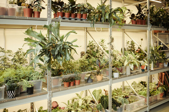Potted houseplants arranged on metal shelves in plant nursery, representing urban gardening and botany. Image suitable for e-commerce product marketing and plant shop promotion