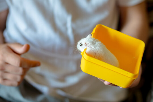 Child Holding a Cute White Dwarf Hamster Peeking Out of a Bright Yellow Box