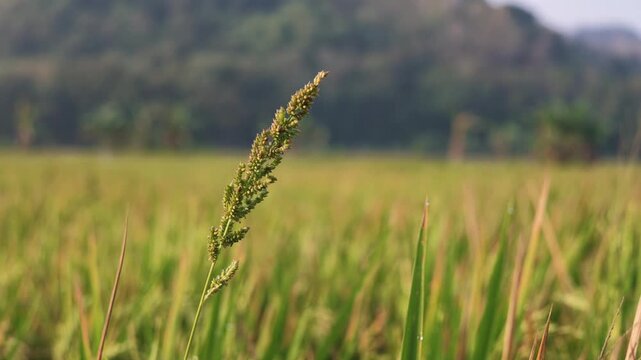 4K close up of rice panicles with rice field background in morning light.