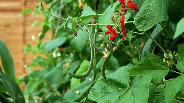 Runner bean plants with red and pale flowers climb a wooden trellis in a leafy backyard vegetable patch