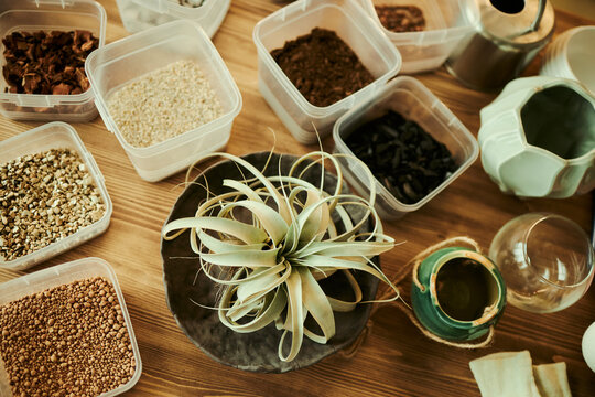 Air plant sitting on wooden table surrounded by soil components in plastic containers, representing home gardening hobby. Image suitable for botany blogs and e-commerce marketing