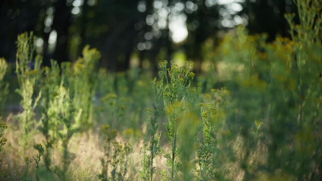Common ragwort deemed noxious weeds sway in breeze in natural meadow, closeup