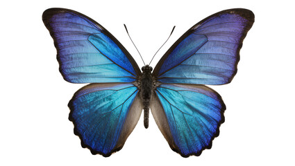 Vibrant blue morpho butterfly with iridescent wings, isolated on transparent background © Viktor