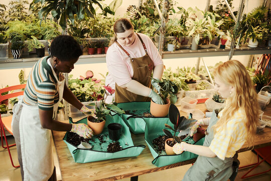 Diverse young women potting plants in greenhouse, working together at wooden table. High angle shot representing teamwork, eco friendly lifestyle, and small business marketing