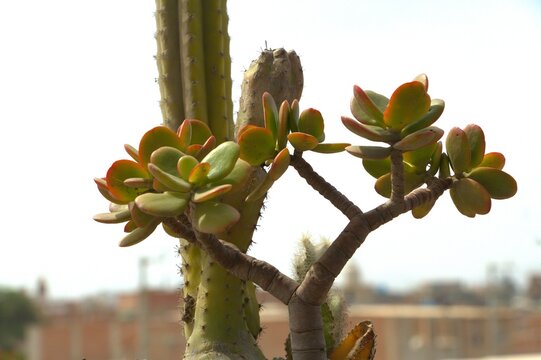 prickly pear cactus