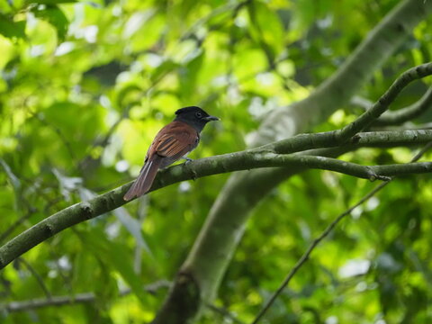 木の枝にとまったサンコウチョウ