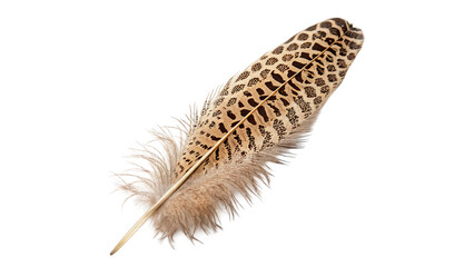 Single soft brown speckled bird feather plumage detail isolated on transparent background © Anatoli