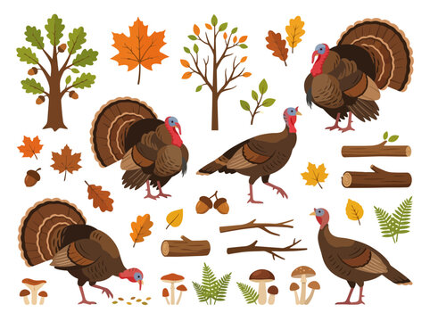 A collection of wild turkeys and autumn forest elements.