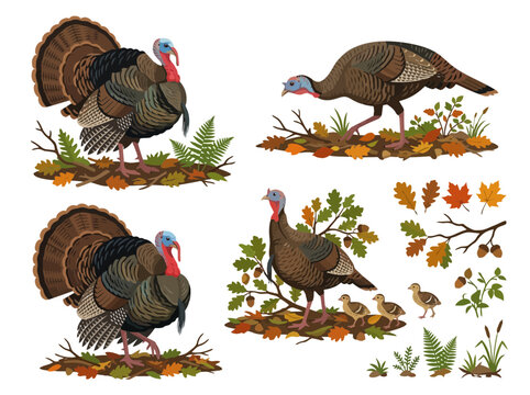 Collection of hand drawn wild turkeys and autumn foliage elements.