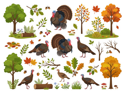 A collection of various wild turkeys and autumn forest elements.
