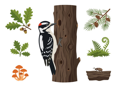 A detailed illustration of a woodpecker perched on a tree trunk surrounded by forest elements.