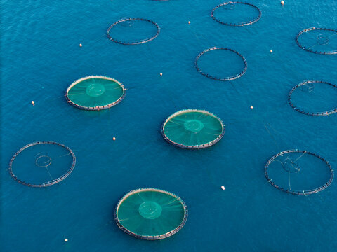 Aerial view of circular fish farming cages floating in the deep blue sea near the coast of Sarande, Vlore County, Albania.