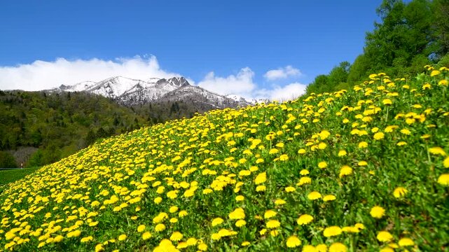 夕張山地とタンポポ