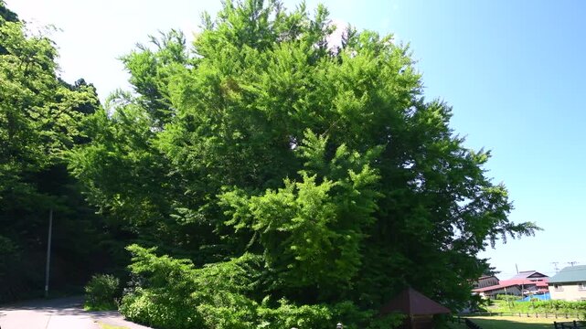 北金ヶ沢の大イチョウ