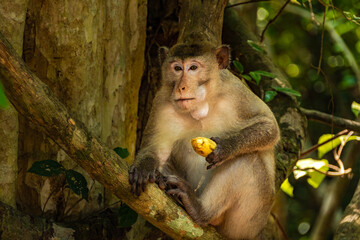 Long-Tailed Macaque Portrait in Tropical Forest © rastales00