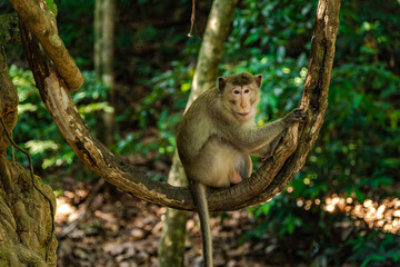 Long-Tailed Macaque Portrait in Tropical Forest © rastales00