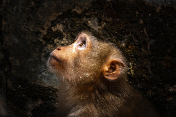 Long-Tailed Macaque Portrait in Tropical Forest © rastales00