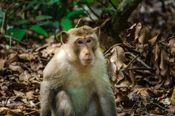 Long-Tailed Macaque Portrait in Tropical Forest © rastales00