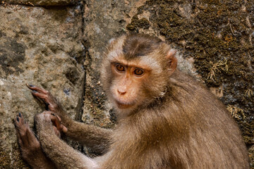 Long-Tailed Macaque Portrait in Tropical Forest © rastales00