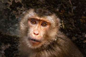 Long-Tailed Macaque Portrait in Tropical Forest © rastales00