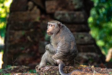 Long-Tailed Macaque Portrait in Tropical Forest © rastales00