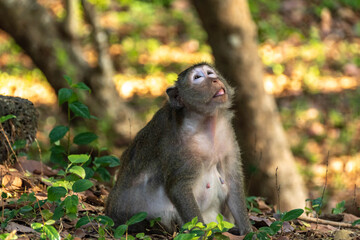 Long-Tailed Macaque Portrait in Tropical Forest © rastales00