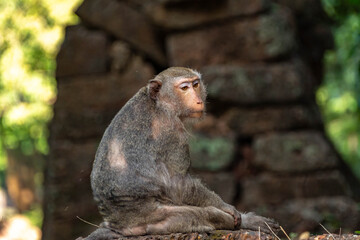 Long-Tailed Macaque Portrait in Tropical Forest © rastales00