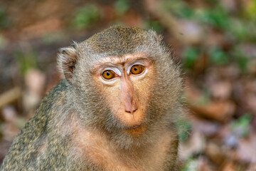 Long-Tailed Macaque Portrait in Tropical Forest © rastales00